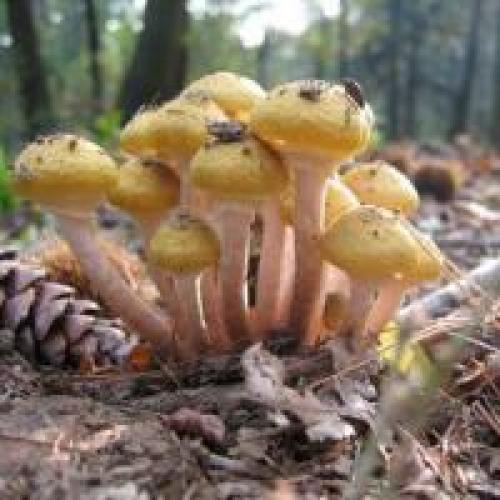 Опёнок осенний