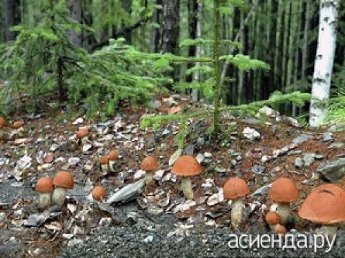 Какие грибы растут поздней осенью. Осенние грибы. Правила сбора