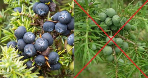 Как посадить можжевельник из семян. Выращивание из семян в домашних условиях