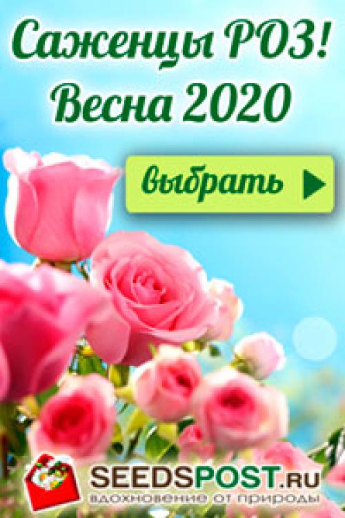 Укрытие роз на зиму спанбондом. Укрытие роз на зиму – забота и любовь