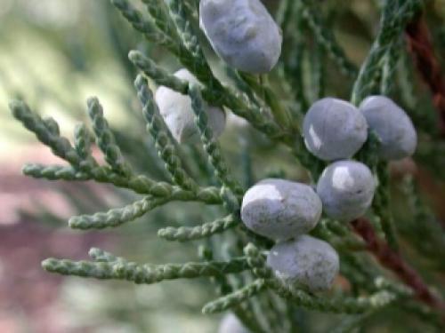 Можно ли можжевельник сажать осенью. Можно ли в сентябре сажать Можжевельник? 07