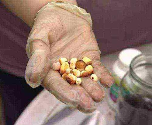 Сколько растет детка гладиолуса. 2 Сажаем клубнеплоды в домашних условиях