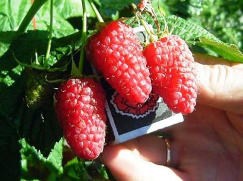 Осенняя посадка малины ремонтантной. Последующий уход 09 Осенняя посадка малины ремонтантной. Последующий уход 09