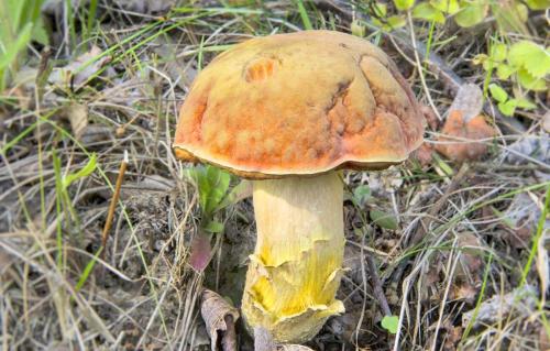 Грибы с коричневой шляпкой и белой ножкой. С коричневой