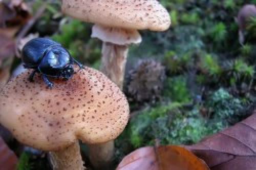 Как определить ложный белый гриб. Как отличить ложные белые грибы от истинных? 03