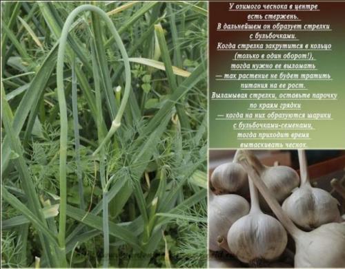 Когда сажать озимый чеснок в 2019 году. Как и когда правильно сажать озимый чеснок зубчиками?