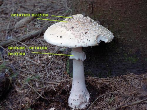 Трубчатые и пластинчатые грибы егэ. Отдел базидиомицеты (шляпочные грибы)