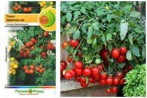 Помидор многолетнее растение. 