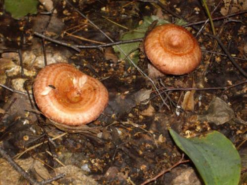 Сколько вымачивать волнушки. Как солить грибы волнушки
