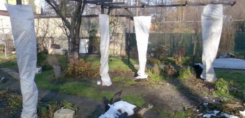 Как укрывать саженцы и молодые деревья на зиму. Посоветуйте, как защитить молодые плодовые деревца зимой? 06