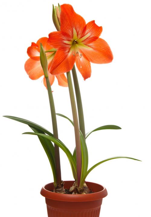 Комнатное растение дерево счастья. 10 комнатных растений, приносящих счастье и благополучие в дом 31 Комнатное растение дерево счастья. 10 комнатных растений, приносящих счастье и благополучие в дом 31