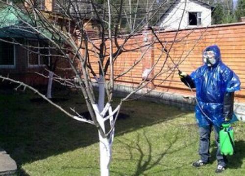 Опрыскивание яблонь в сентябре. Чем опрыскивать яблоню и другие плодовые деревья осенью от болезней и вредителей