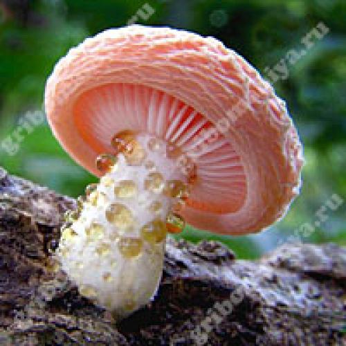 Какие грибы относятся к трубчатым. 02 Какие грибы относятся к трубчатым. 02