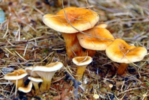 Ложная лисичка съедобный или нет. Как отличить ложные лисички