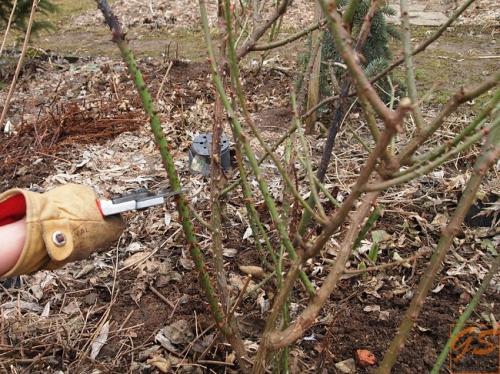 Нужно ли обрезать листья у розы на зиму. Розы: надо ли обрезать их на зиму и как это сделать? 04