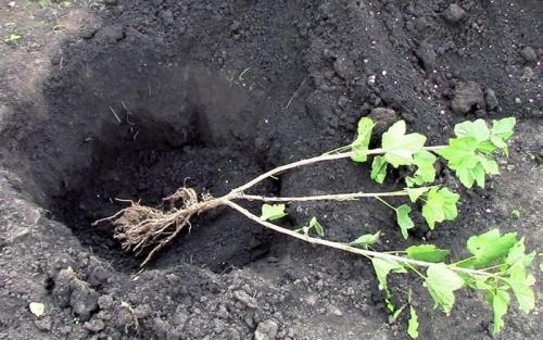 Где сажать крыжовник и смородину. Особенности посадки смородины