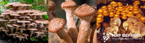 Серые опята. Опята - ложные и съедобные