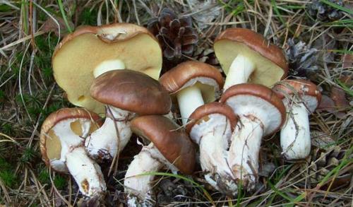 Грибы с коричневой шляпкой и белой ножкой. С коричневой