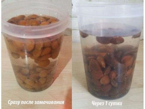 Посадка абрикоса косточкой. Подготовка косточек и их посадка в грунт