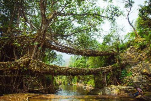 Как ускорить рост фикуса каучуконосного. Ботаническое описание и характеристика растения