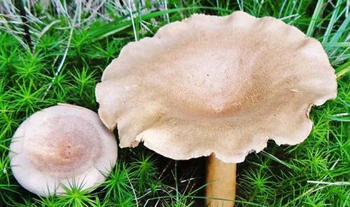 Как отличить груздь от волнушки. Чем отличаются грузди от волнушек