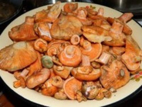 Рыжики, как готовить соленые. Рыжики холодного посола