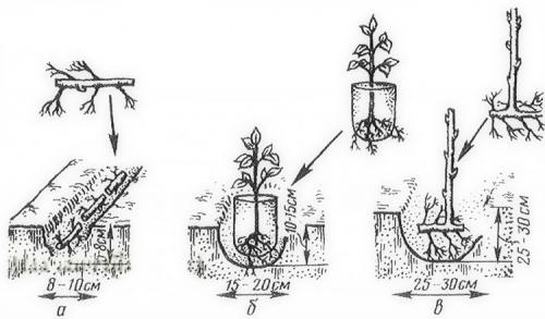 Ленточный способ посадки малины. Посадка малины