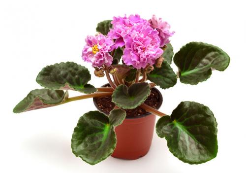 Комнатное растение дерево счастья. 10 комнатных растений, приносящих счастье и благополучие в дом 21 Комнатное растение дерево счастья. 10 комнатных растений, приносящих счастье и благополучие в дом 21