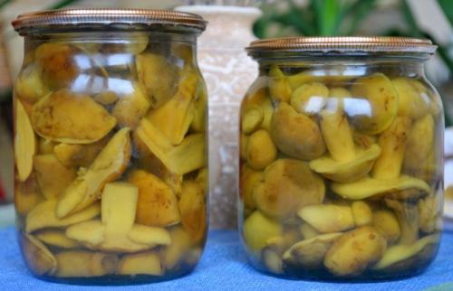 Как приготовить грибы польские. Рецепты приготовления польского гриба