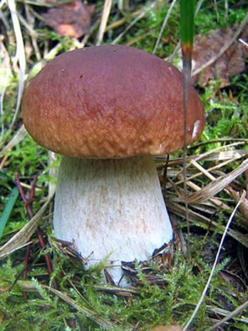 Где растут белые грибы. Когда собирать белые грибы