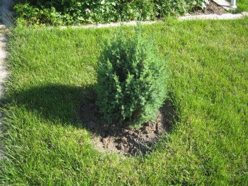 Как посадить можжевельник из леса. Когда пересаживать?