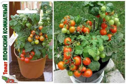 Помидор многолетнее растение. 