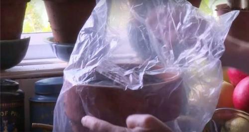 Посадка абрикоса косточкой. Подготовка косточек и их посадка в грунт