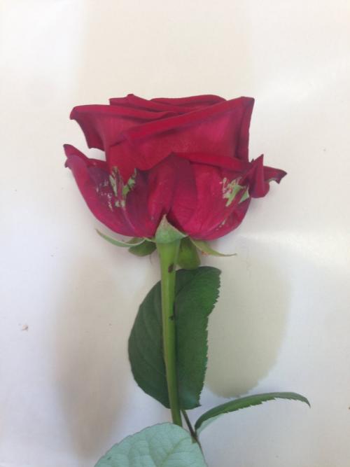 Розы при. А вы умеете выбирать свежие розы? Давайте проверим) 7 лайфхаков и мифы покупателей