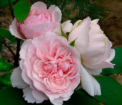 Когда укрывать розы на зиму в приморье. Какие розы требуют укрытия в зиму?