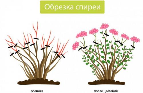 Спирея макрофила обрезка. Спирея Макрофилла в ландшафтном дизайне