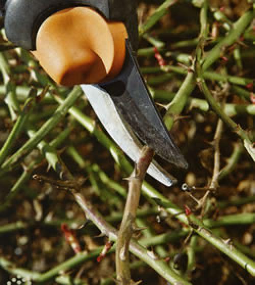 Как обрезать старую плетистую розу. Как правильно обрезать плетистую розу