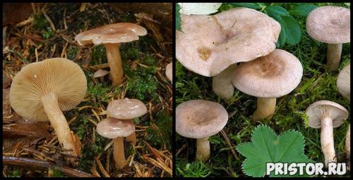 Волнушка и рыжик отличие. Что мы знаем о рыжиках. Интересные факты об этих замечательных грибах. 11