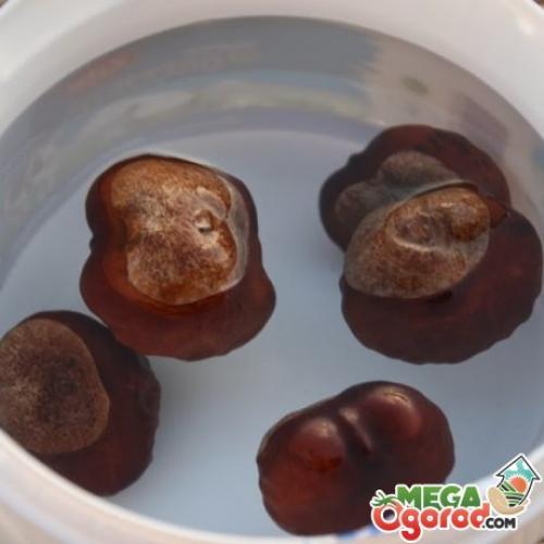 Росток каштана. Как прорастить каштан в домашних условиях?