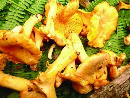 Ложная лисичка съедобный или нет. Как отличить ложные лисички