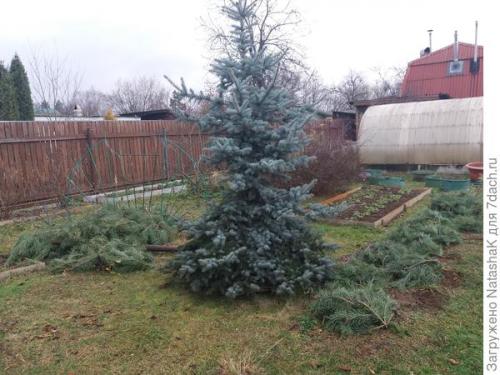 Укрытие роз на зиму спанбондом. Укрытие роз на зиму – забота и любовь