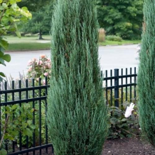 Можно ли можжевельник сажать осенью. Можно ли в сентябре сажать Можжевельник? 05