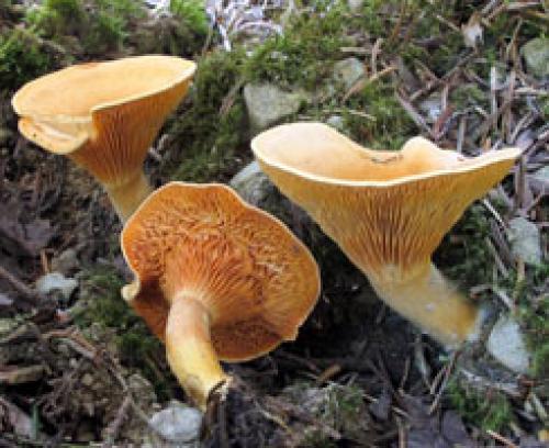 Ложная лисичка съедобный или нет. Как отличить ложные лисички