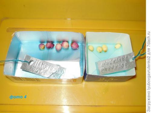 Что делать с клубнями ГЛАДИОЛУСОВ. Омолаживаем гладиолусы всего за один сезон. Делюсь секретом