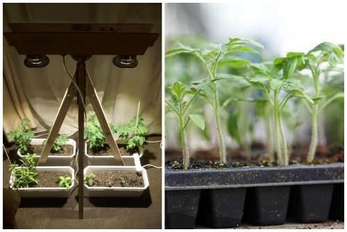 Помидор многолетнее растение. 