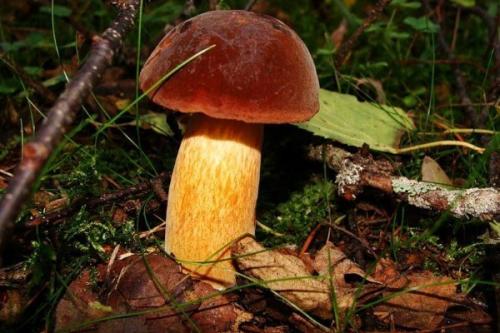 Гриб пластинчатый с коричневой шляпкой и коричневой ножкой. Обзор условно-съедобных грибов