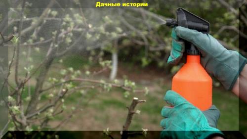 Искореняющая обработка сада осенью. Весенняя лечебно - искореняющая обработка сада.