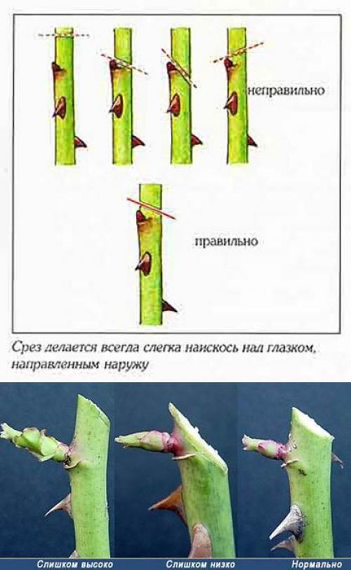 Нужно ли обрезать листья у розы на зиму. Розы: надо ли обрезать их на зиму и как это сделать? 06