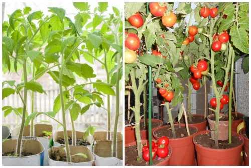 Помидор многолетнее растение. 