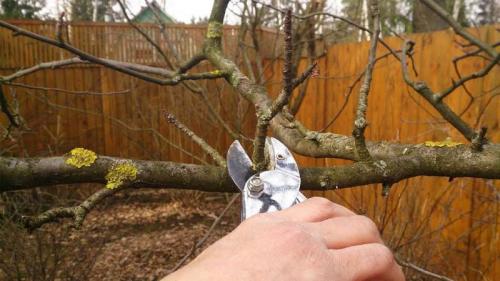 Как осенью опрыскивать деревья мочевиной. Свойства мочевины